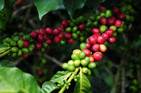 Cacao 3