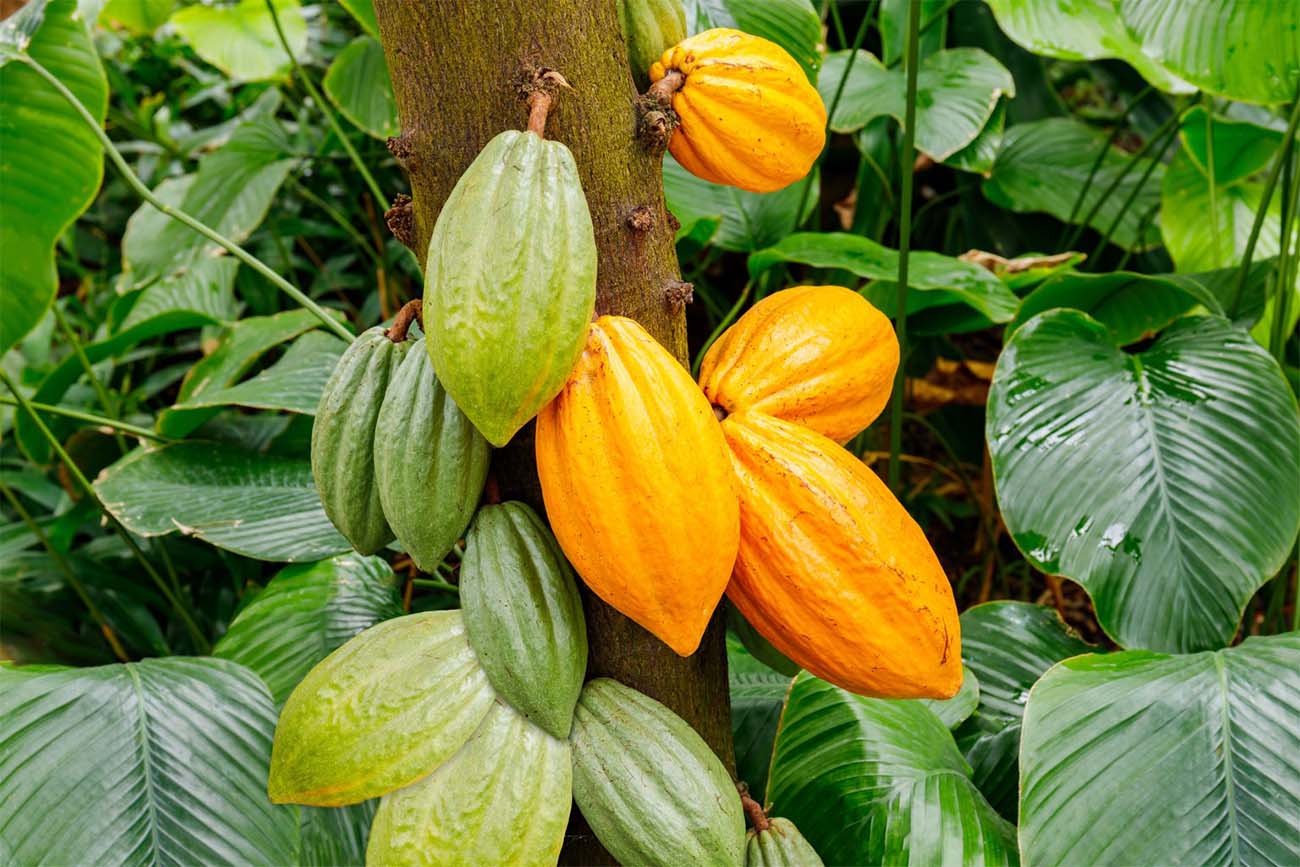 Cacao 4
