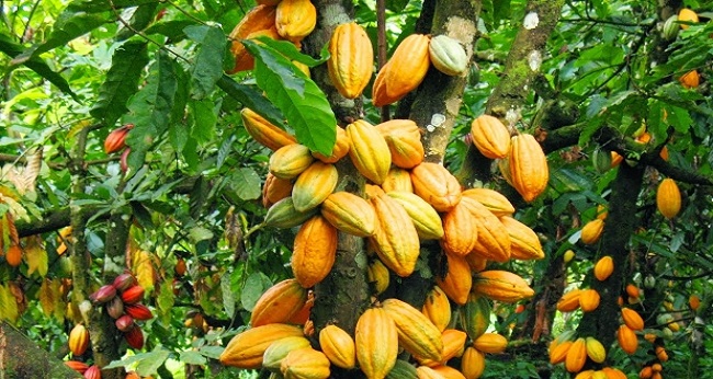 Cacao 5